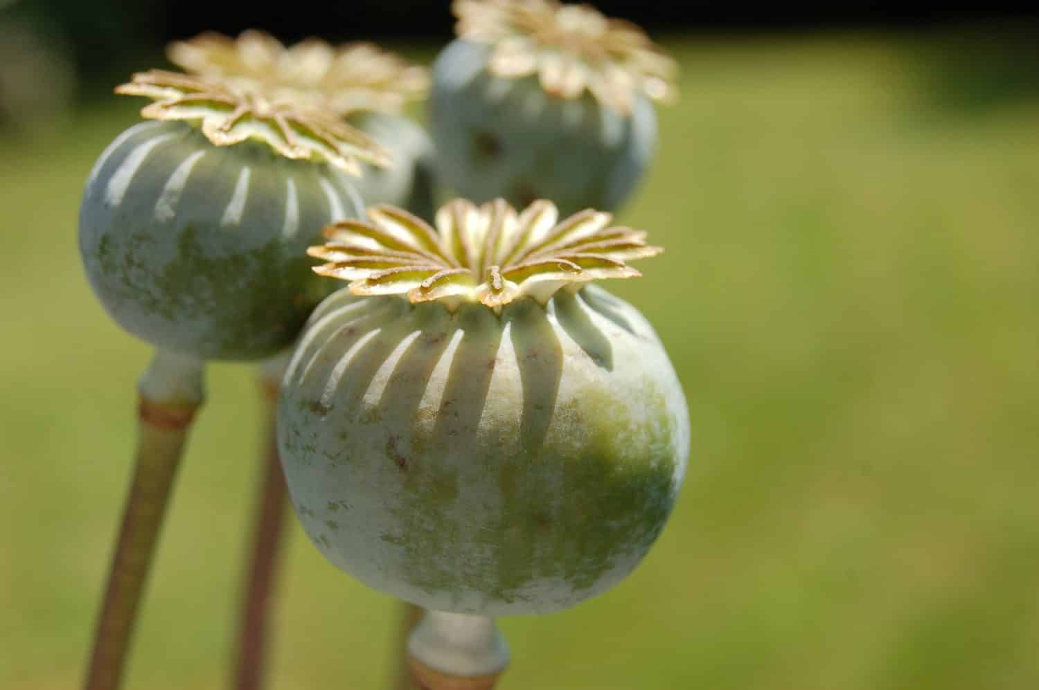 Poppy Capsules